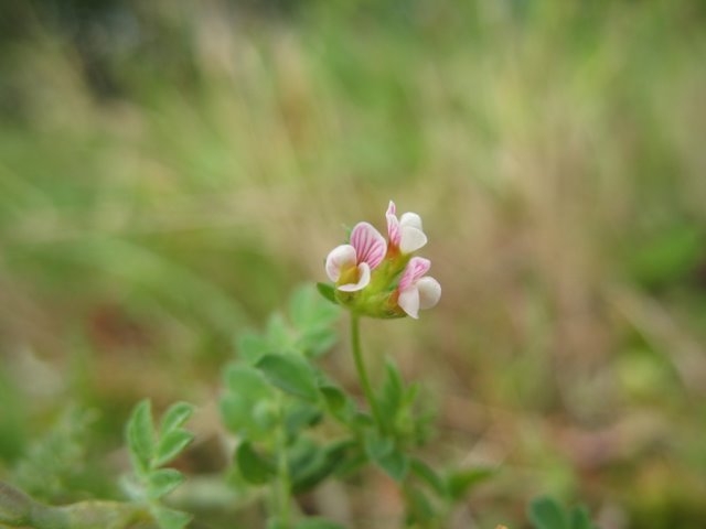 Pied d'oiseau   Ornithopus perpusillus 1